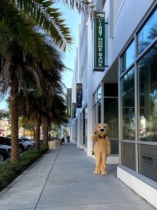 Cash, BayFirst's mascot, visiting the St. Petersburg banking center.