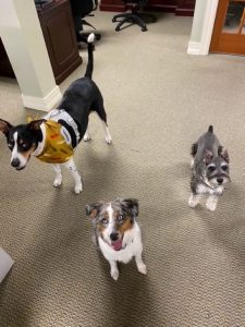 Dogs of BayFirst
