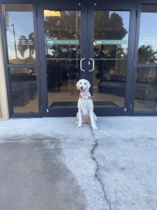 Dog of Bayfirst in front of building