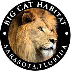 Big Cat Habitat, Sarasota, Florida