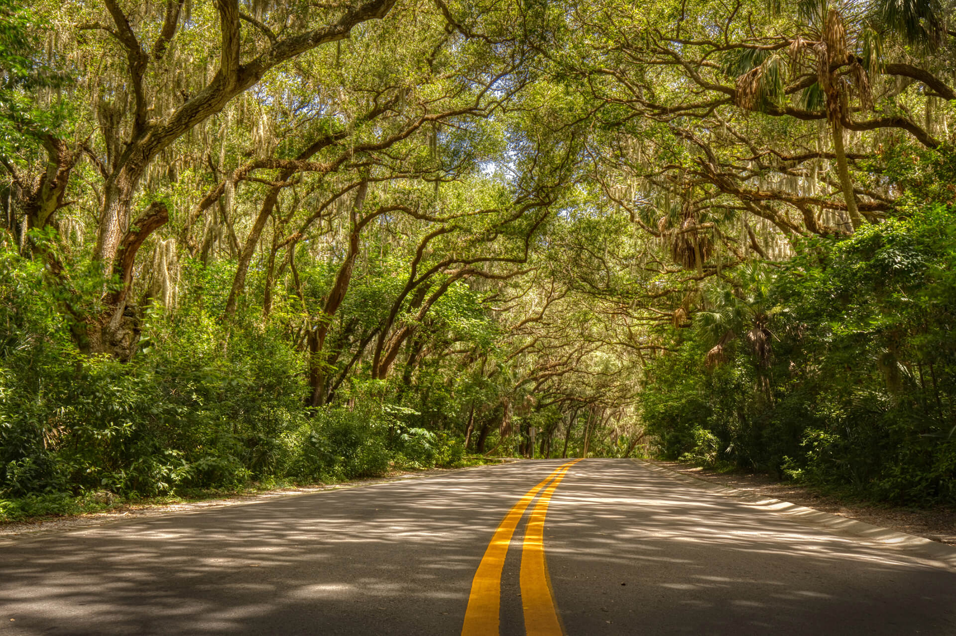 An open road with a shady tree canopy over it.